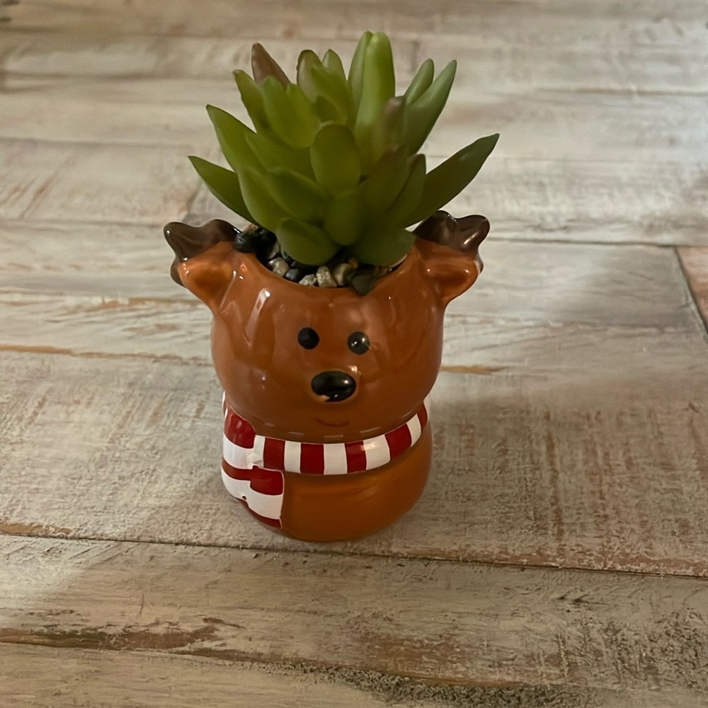 Christmas succulent